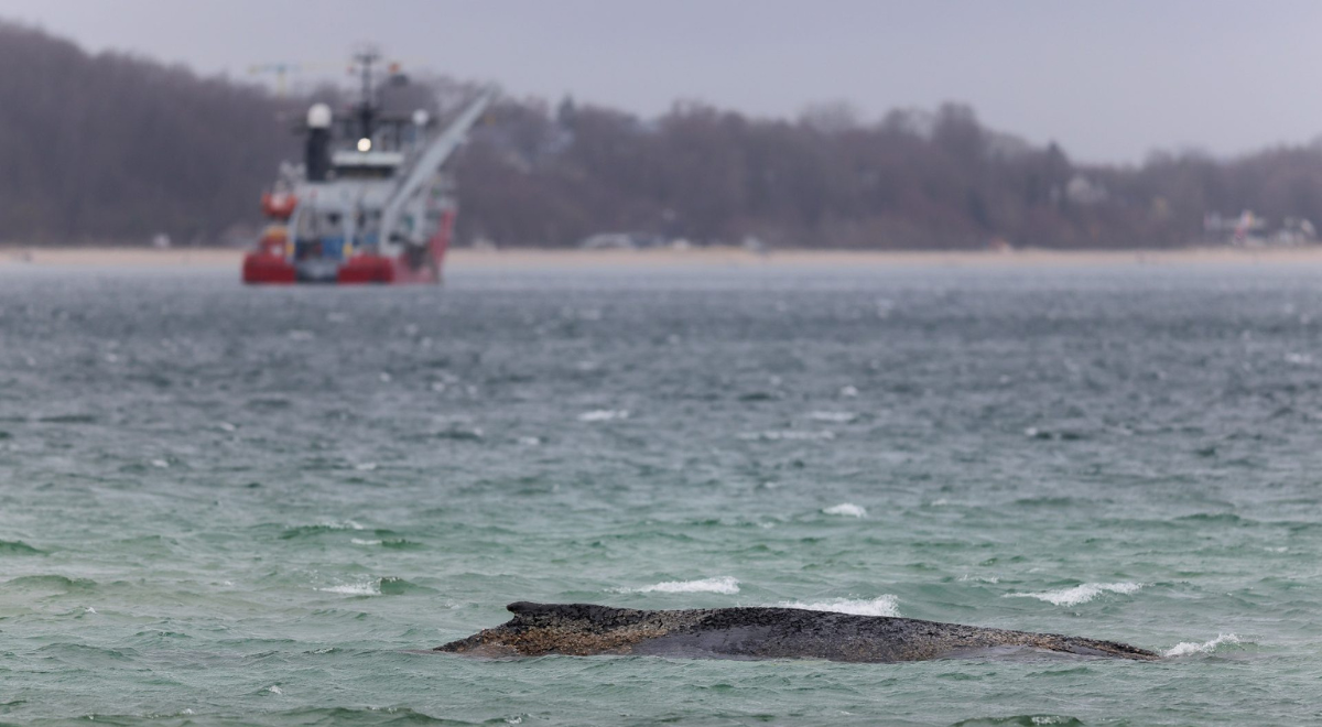 Ballena Timmy aparece muerta en costas de Dinamarca