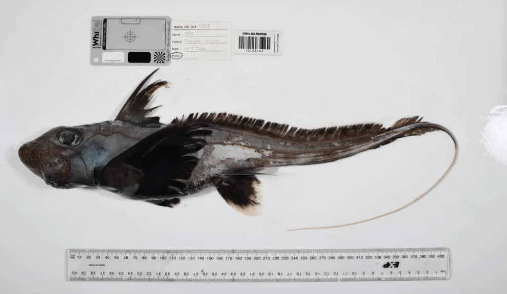 Nuevas especies son halladas en mares de todo el mundo