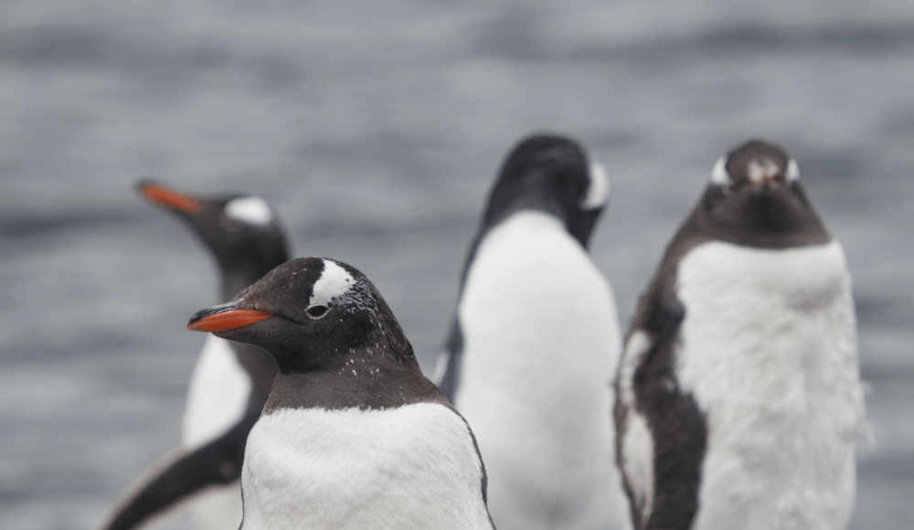 Nueva especie de pingüino es hallada las islas Kerguelen