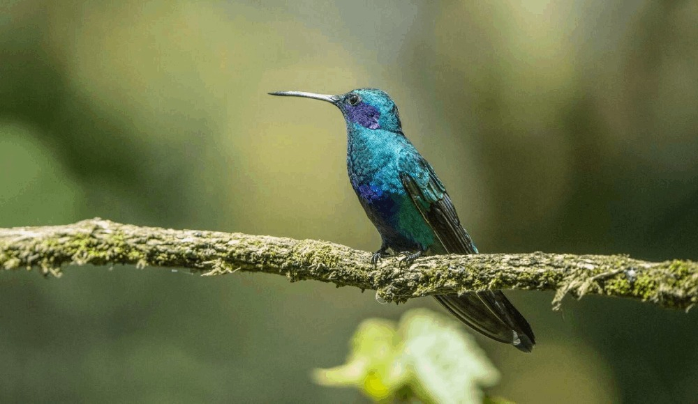 Perú logra segundo lugar mundial en avistamiento de aves
