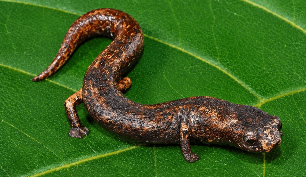 Hallan nueva especie de salamandra en la Amazonía peruana