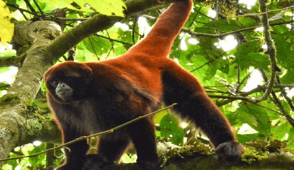 Iniciativa busca salvar al mono choro de cola amarilla