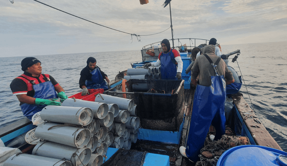 Pesquería de anguila logra certificación ambiental