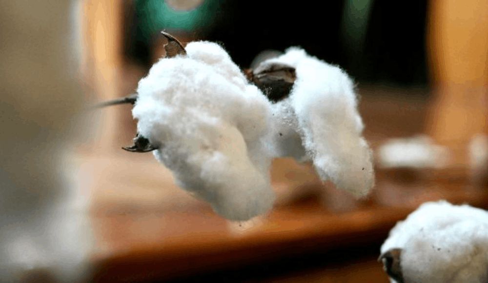 La nueva joya del algodón peruano que potencia la industria textil frente al cambio climático