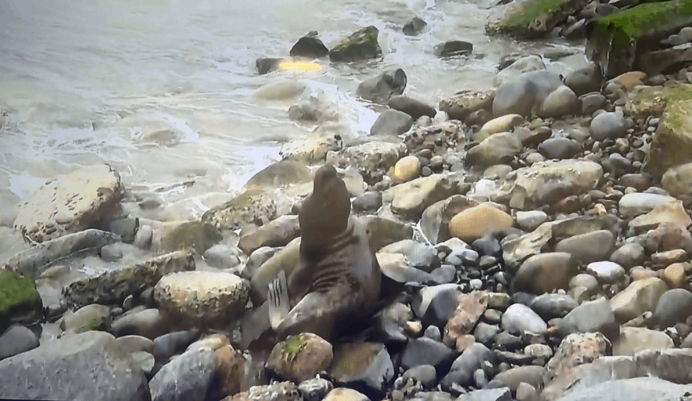 Lobo marino queda atrapado en la Costa Verde por oleajes anómalos