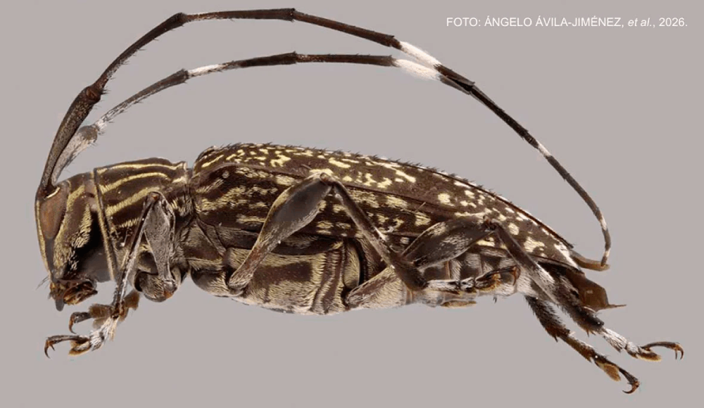 Descubren nuevo género y especies de escarabajos en el Manu