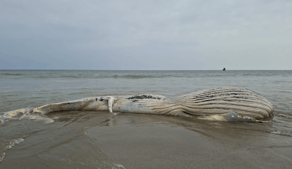 Ballena jorobada aparece varada en playa de Tumbes