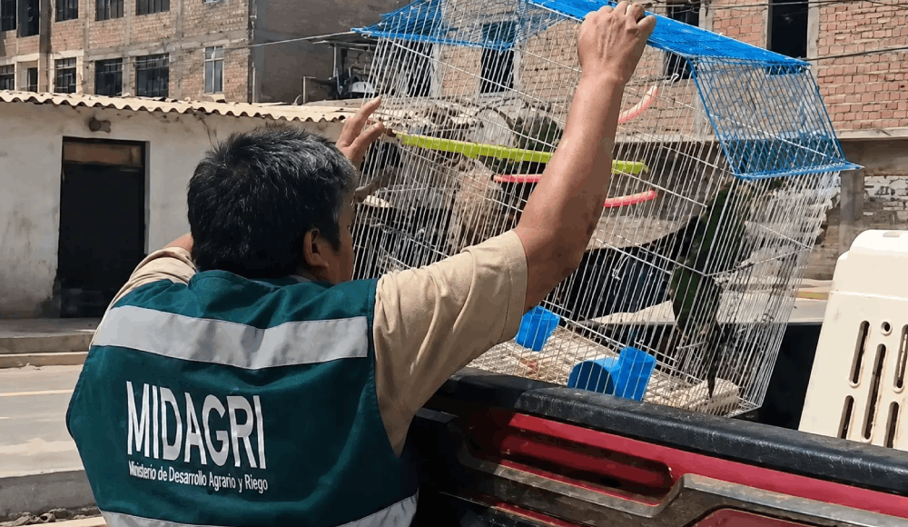 Autoridades rescatan a loros silvestres en Lambayeque