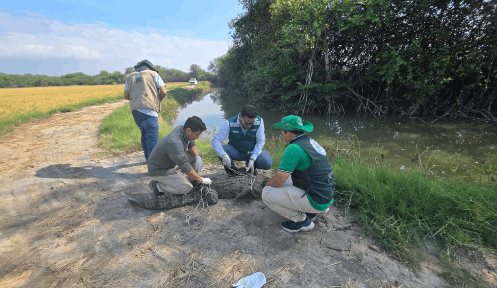 Serfor libera a enorme cocodrilo hallado en playas de Piura
