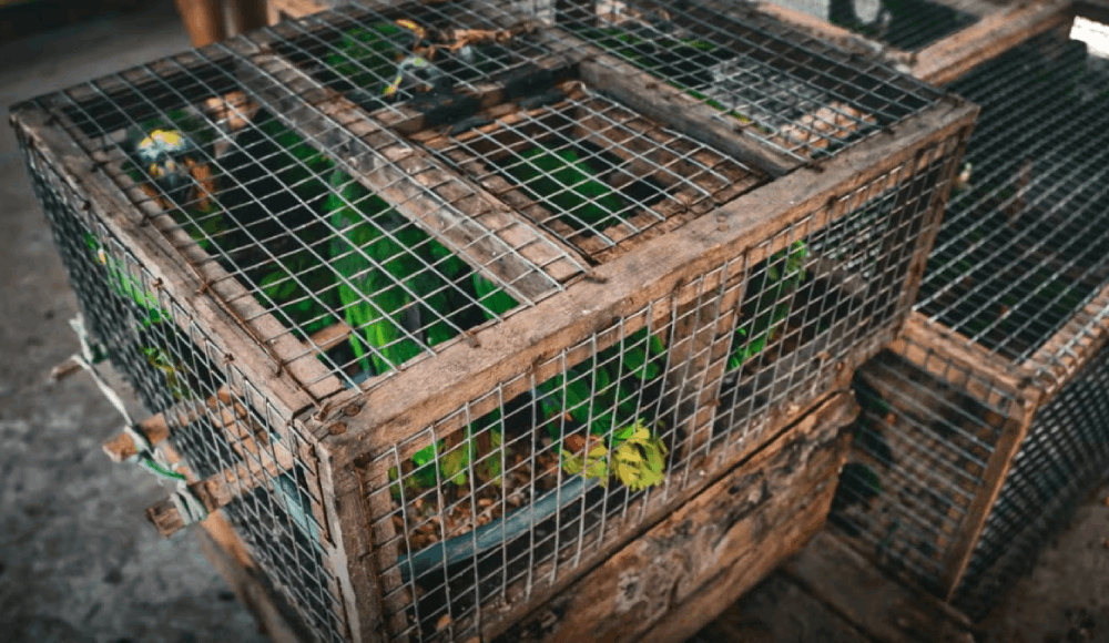Aves silvestres son rescatadas del tráfico ilegal en Ucayali
