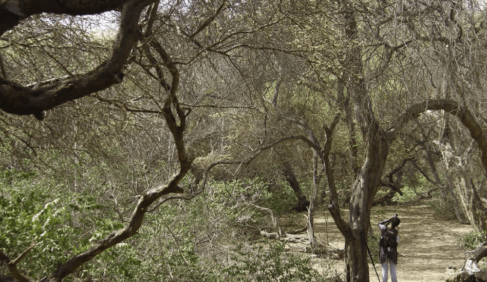 Bosques secos: reforzarán su conservación en el norte del país