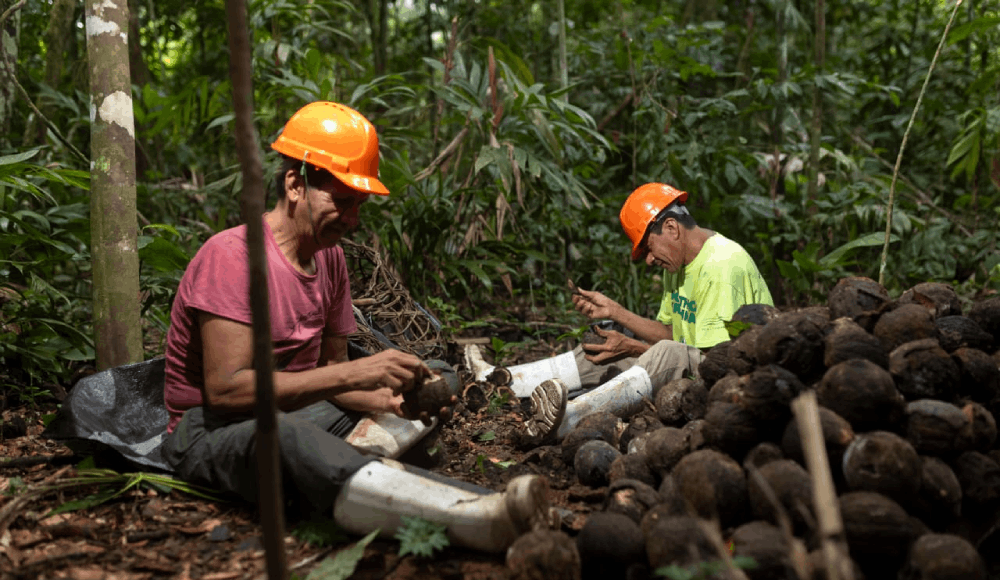 Bosques amazónicos: castañeros protegen más de 1 millón de hectáreas