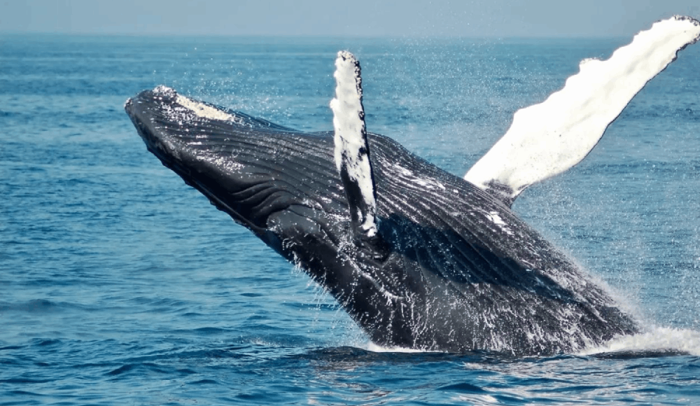 Ballenas de la Antártida impulsan pesca y turismo en Perú