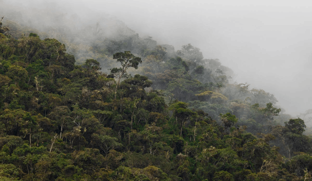 Área de Conservación Regional: Pasco ya tiene la primera