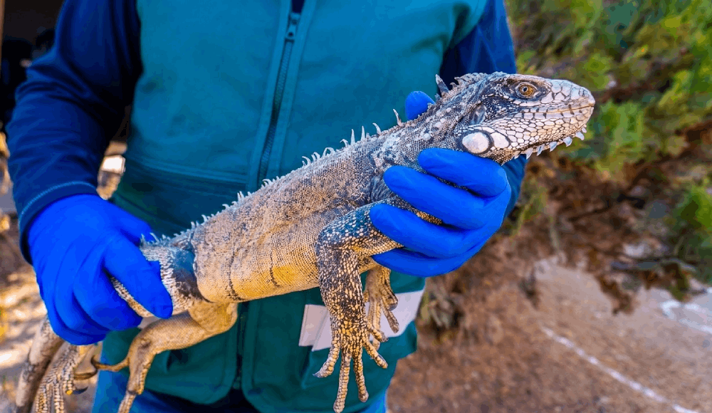 Rescatan iguana verde en Moquegua y alertan tráfico ilegal