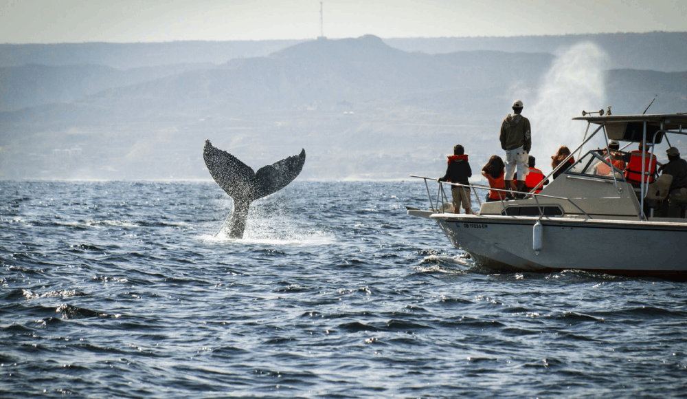 Avistamiento de ballenas jorobadas inicia temporada en Tumbes