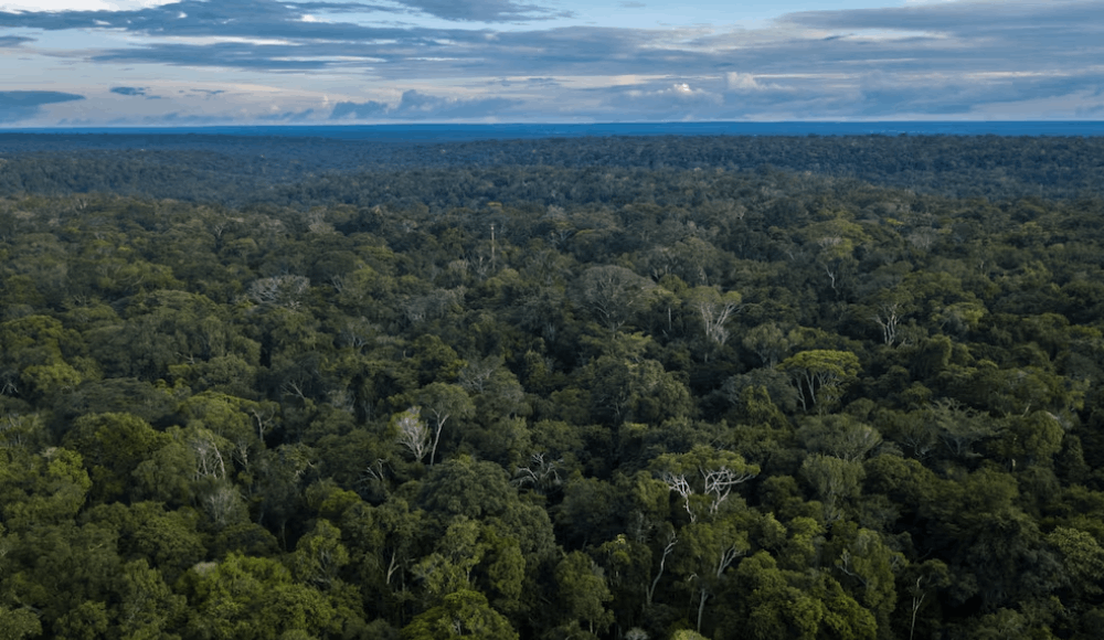 Mercados de carbono: Minam impulsa guía para proyectos