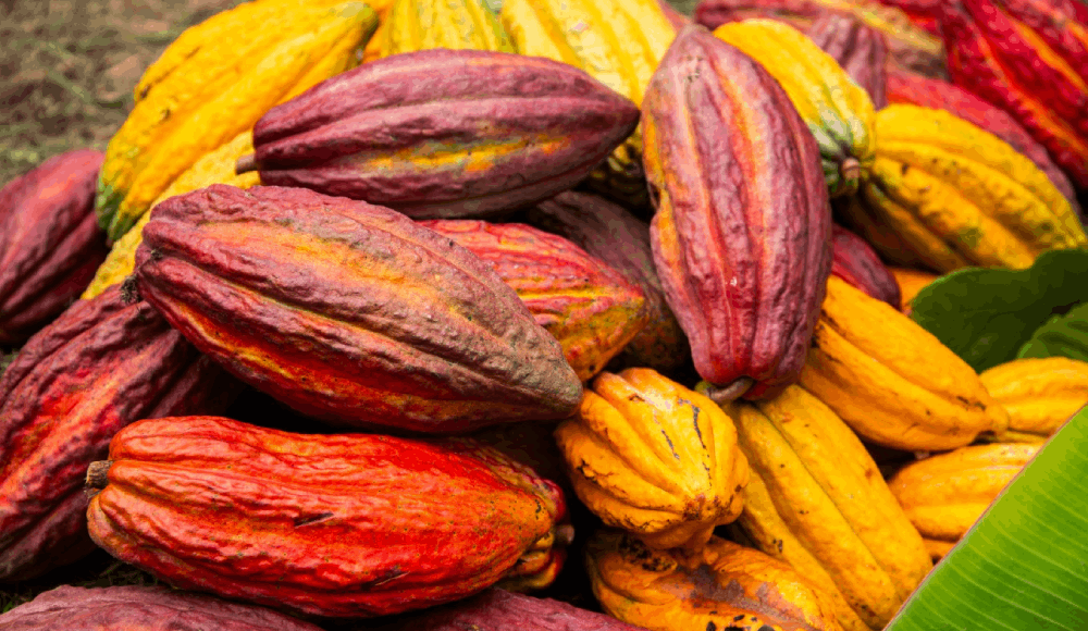 Cacao peruano: descubren cuatro nuevos grupos genéticos