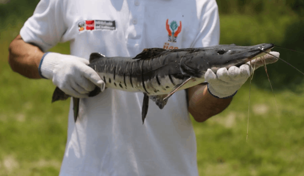 Grandes bagres migratorios: países amazónicos protegerán especie