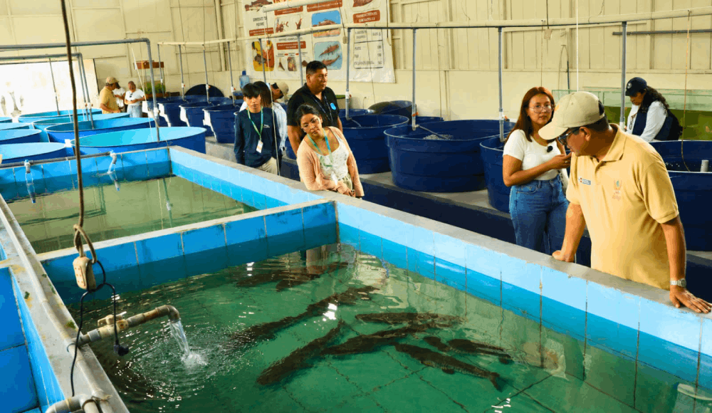 Alevinos de doncella impulsarán la piscicultura en Ucayali