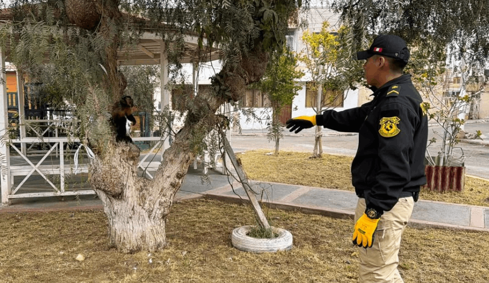 Rescatan mono machín negro víctima del tráfico ilegal en Moquegua