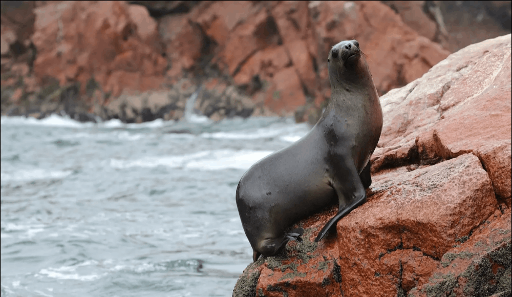 Serfor libera a lobo marino rescatado en las costas de Tacna