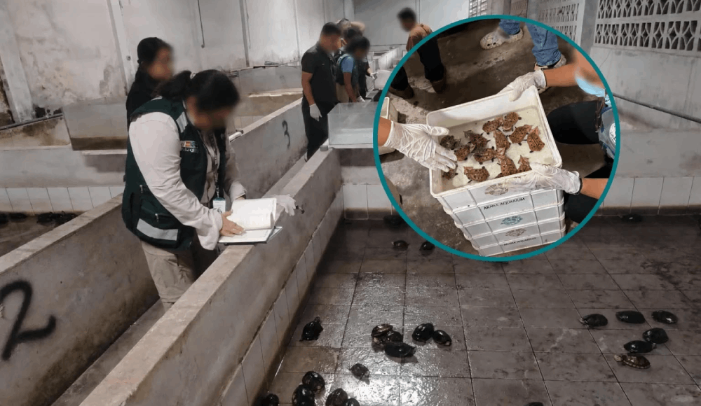 Detienen a 11 integrantes de la presunta red criminal "Los Peludos" dedicada al tráfico de fauna silvestre en Iquitos