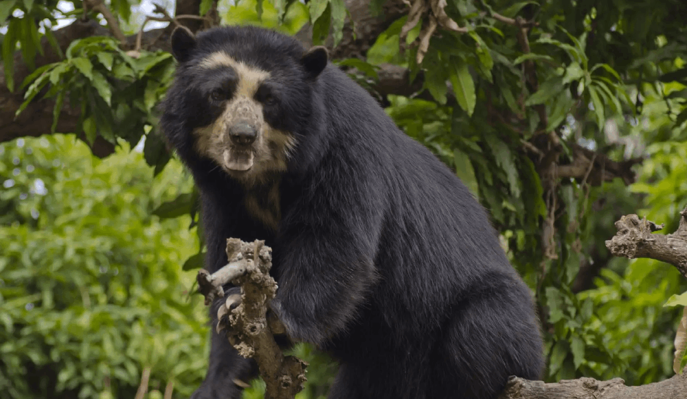 Oso andino: Minam impulsa plan de recuperación en Perú