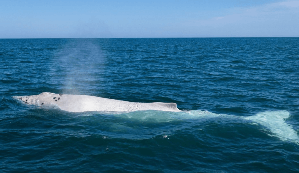 Ballena jorobada blanca Suru reaparece en costas de Piura