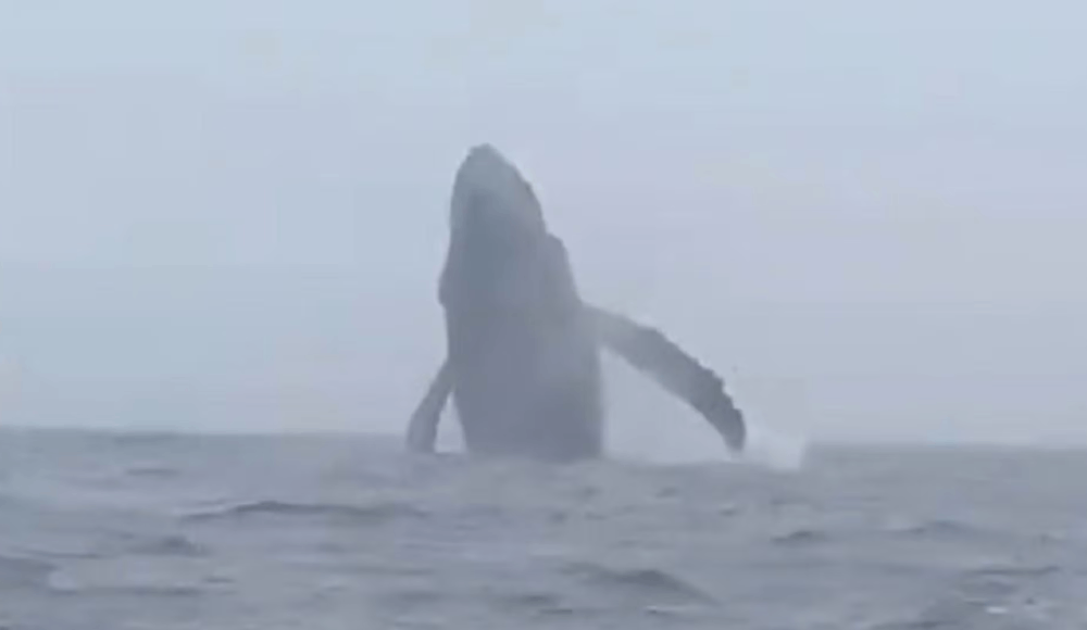 Ballenas frente a Huarmey sorprenden en el litoral ancashino