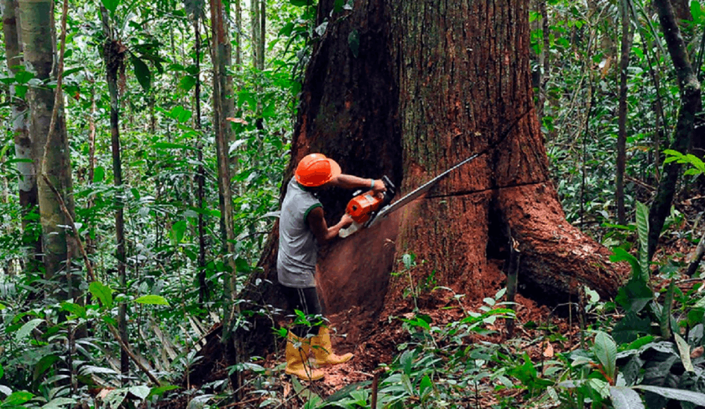 Protección de la Amazonía: líderes religiosos exigen acción