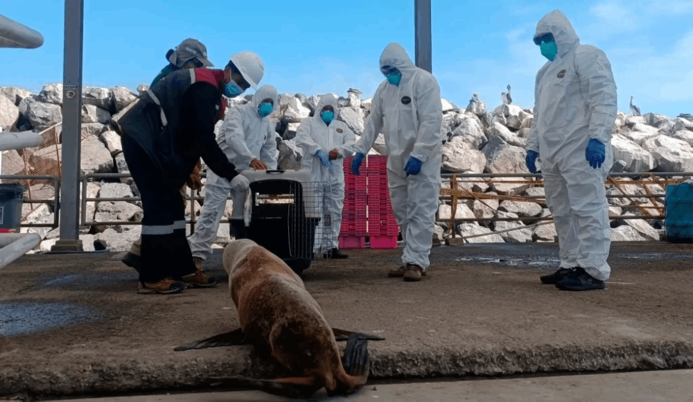 El Niño Costero: Serfor intensifica vigilancia de fauna marina