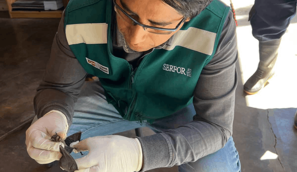 Serfor rescata murciélago hallado en colegio de Cajamarca