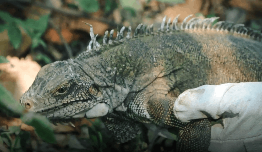 Ucayali: boa arcoíris e iguana regresan a su hábitat
