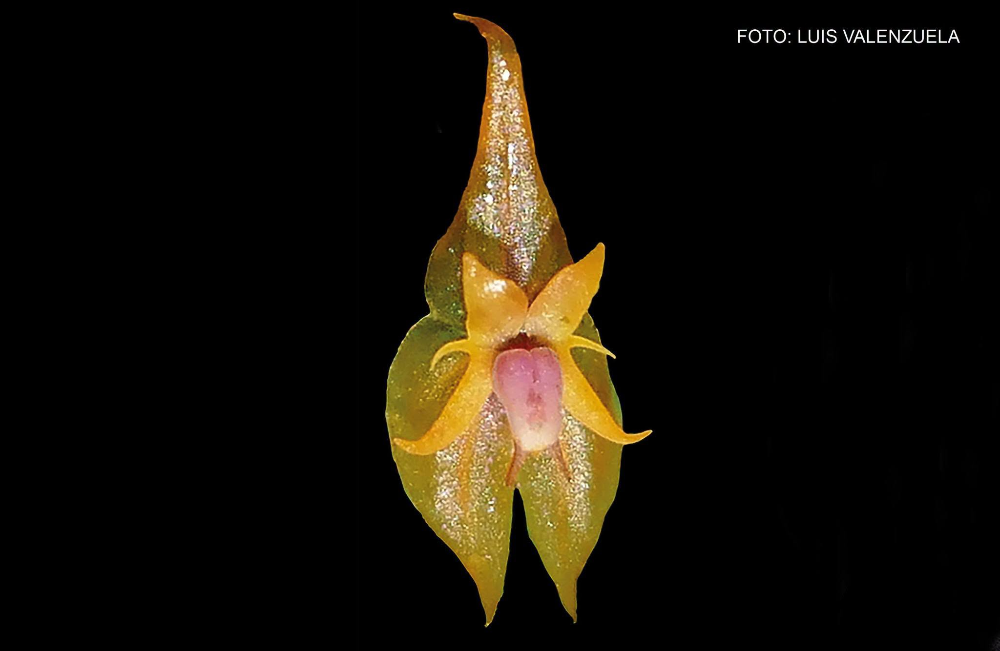 Yanachaga Chemillén: descubren nueva especie de orquídea