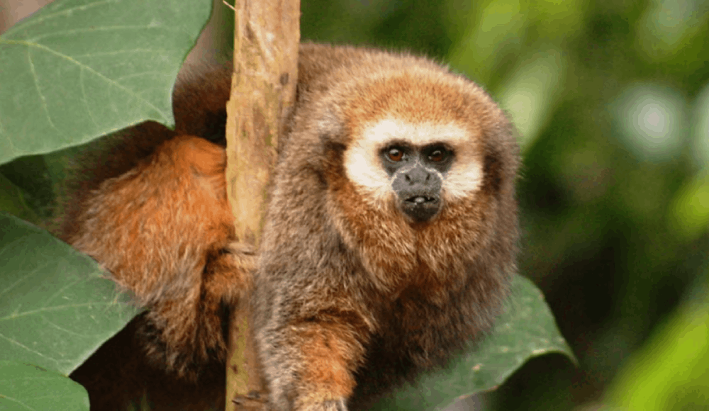 Mono tocón de San Martín es reconocido como especie emblemática