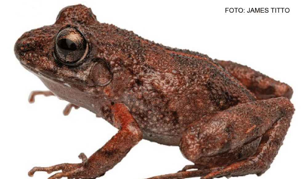 Descubren nueva especie de rana en la Cordillera Azul