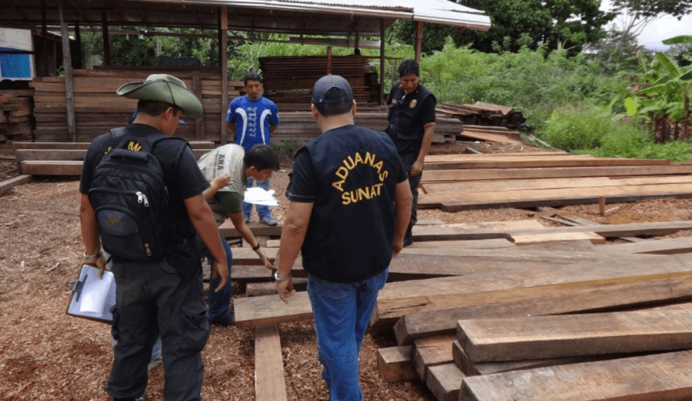 Ucayali: incautan cedro oculto y 1,100 tablillas de bolaina