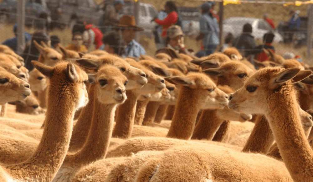 Vicuñas en áreas protegidas crecen 41,2 % y alcanzan récord