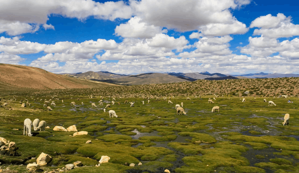 El Niño: recupera ecosistemas altoandinos para asegurar el agua