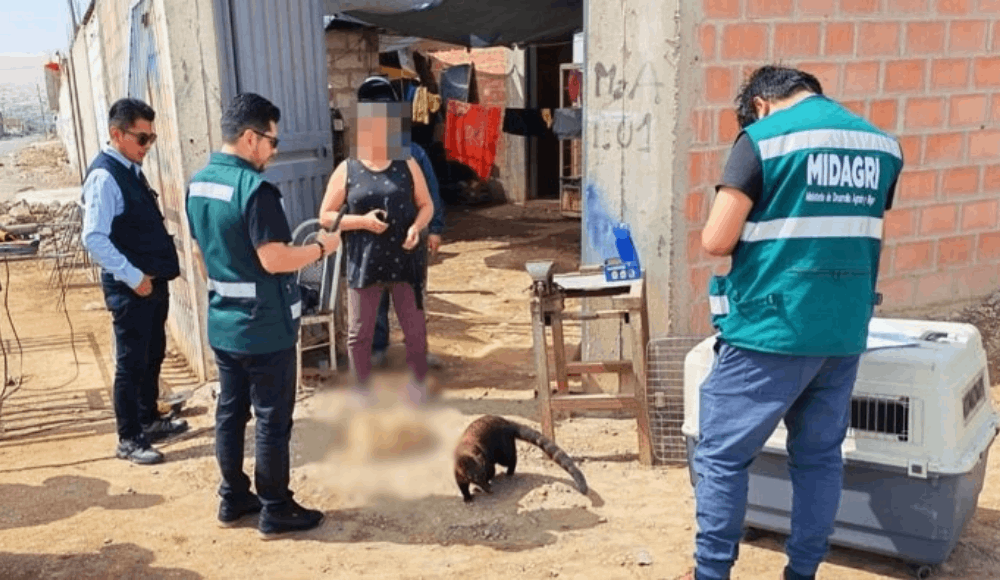 Coatí es rescatado de un taller de soldadura en Tacna