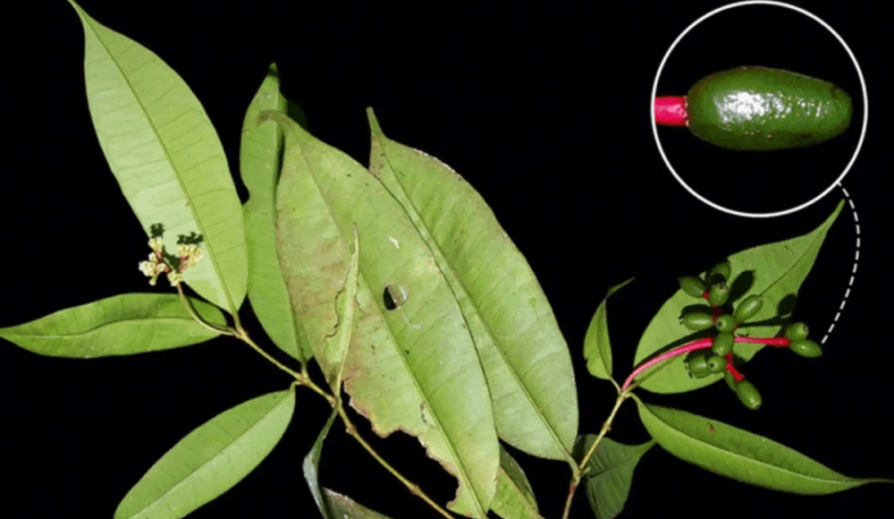 Neea myrciifolia: descubren nueva especie de árbol en Perú
