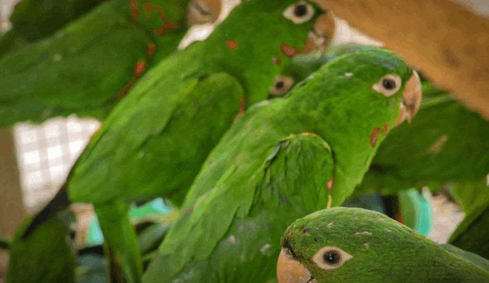 Rescatan ocho loros de cabeza roja del tráfico ilegal en Andahuaylas