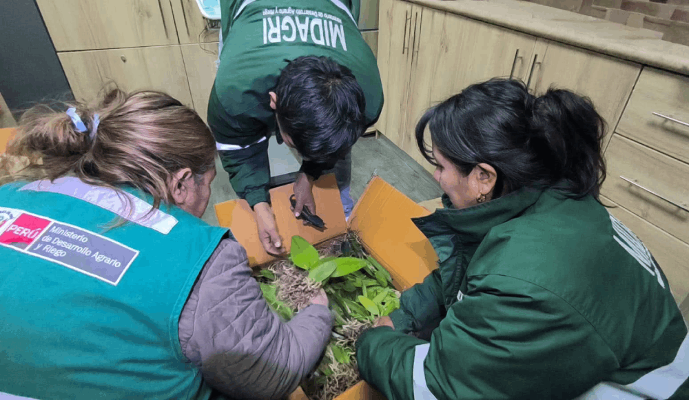 Arequipa: Serfor recupera más de 270 orquídeas sin documentación