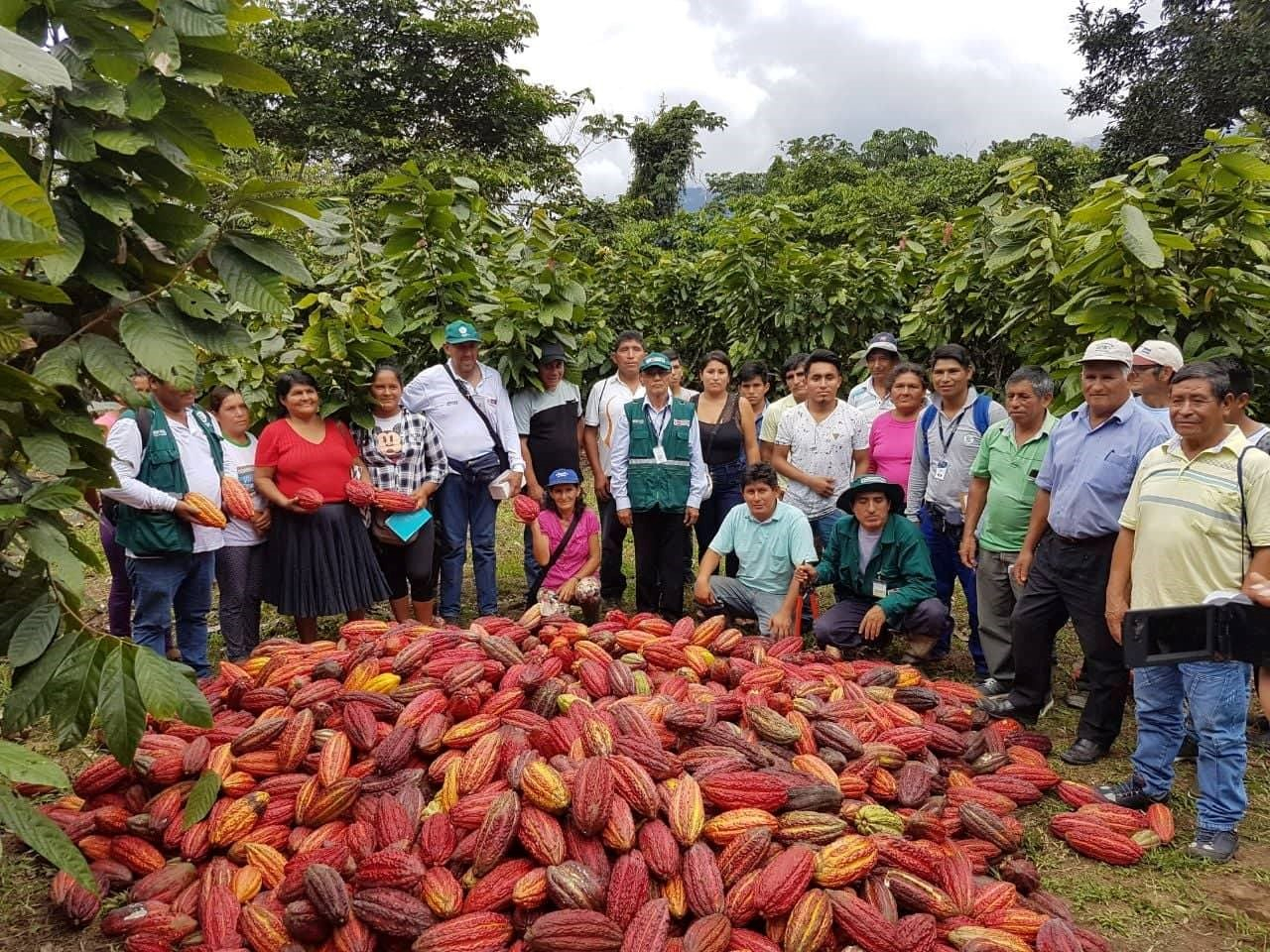 Huánuco: cacao de Puerto Inca mejora con equipos e insumos