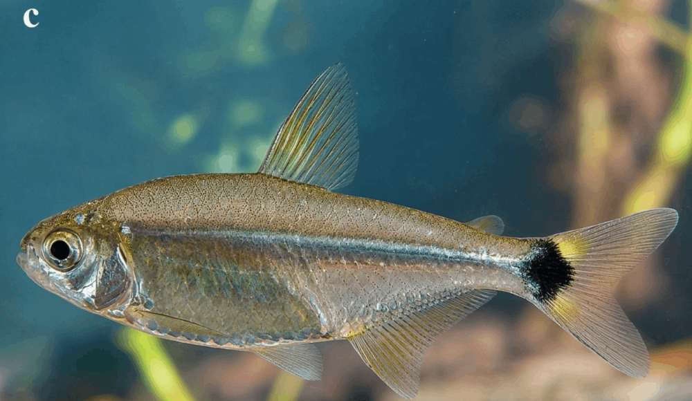 Científico del IIAP identifica nueva especie de pez en Sudamérica
