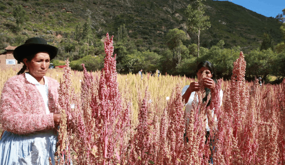 Quinua roja peruana se convierte en proteína biodisponible