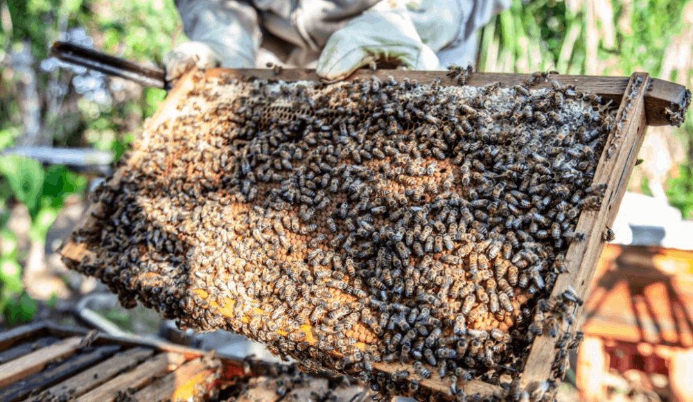 Oxapampa reunirá expertos para proteger abejas nativas sin aguijón