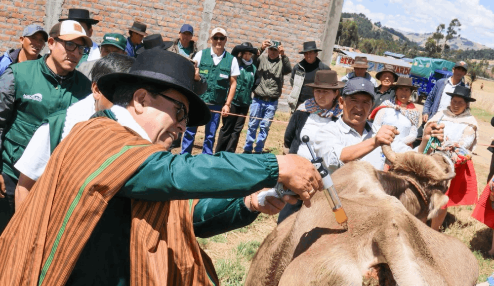 Déficit hídrico en Ayacucho: 1,266 familias protegen ganado