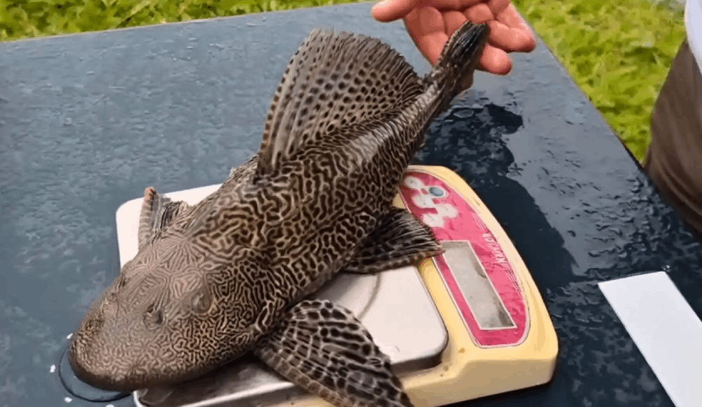 Científicos estudian peces en ríos de Cajamarca y Amazonas